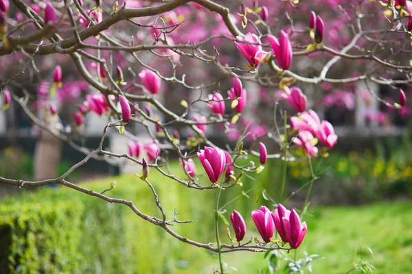 Pink Magnolia Tree Flowers Spring Day Paris France — 图库照片