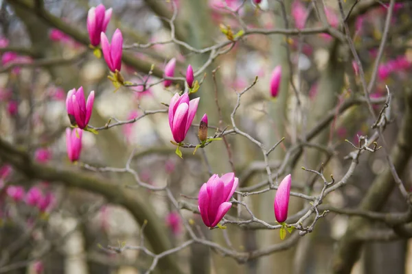 Pink Magnolia Tree Flowers Spring Day Paris France — 스톡 사진