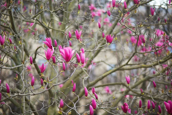 Pink Magnolia Tree Flowers Spring Day Paris France — 스톡 사진