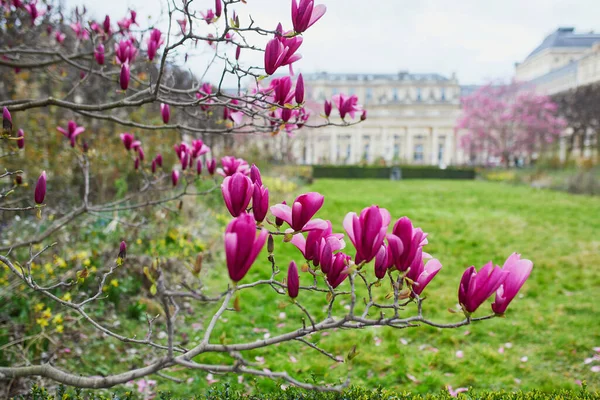 Pink Magnolia Tree Flowers Spring Day Paris France — Φωτογραφία Αρχείου