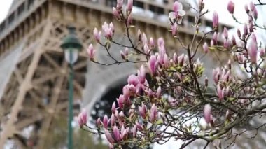 Çiçekli pembe manolya ve arka planda Eyfel kulesi. Fransa, Paris 'te baharın başlangıcı