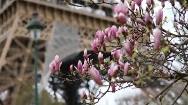 Çiçekli pembe manolya ve arka planda Eyfel kulesi. Fransa, Paris 'te baharın başlangıcı