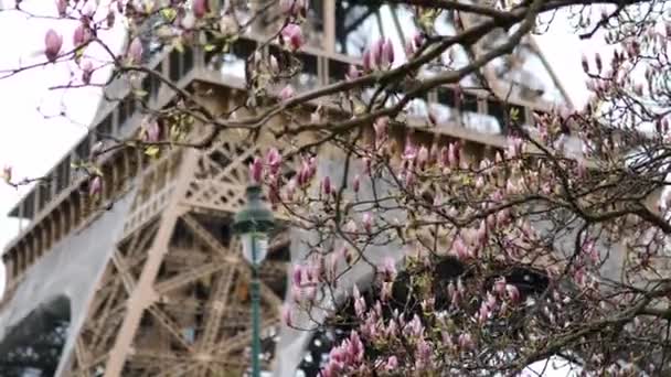 Magnolia Rosa Plena Floración Torre Eiffel Fondo Inicio Primavera París — Vídeos de Stock