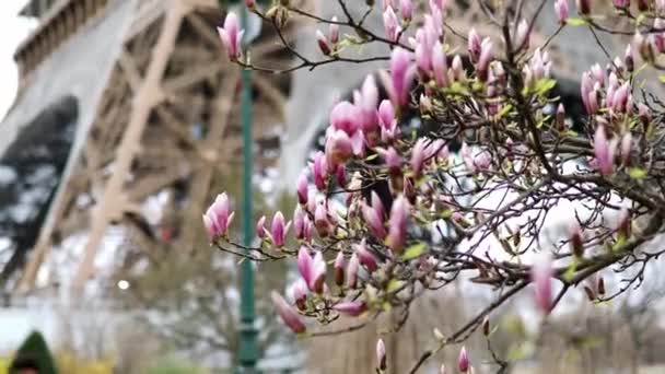 Różowa Magnolia Pełnym Rozkwicie Wieża Eiffla Tle Początek Wiosny Paryżu — Wideo stockowe