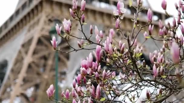 Różowa Magnolia Pełnym Rozkwicie Wieża Eiffla Tle Początek Wiosny Paryżu — Wideo stockowe