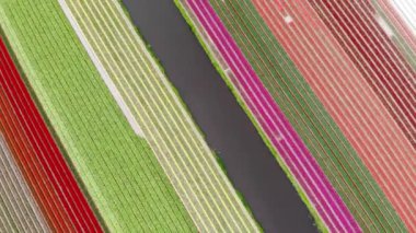 Aerial drone view of blooming tulip fields in Zuid-Holland, the Netherlands