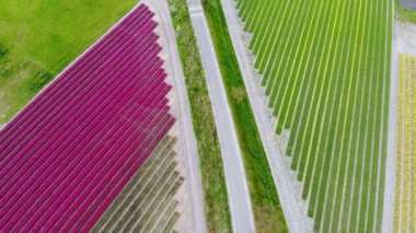 Aerial drone view of blooming tulip fields in Zuid-Holland, the Netherlands