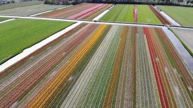 Aerial drone view of blooming tulip fields in Zuid-Holland, the Netherlands