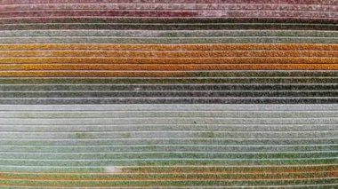 Aerial drone view of blooming tulip fields in Zuid-Holland, the Netherlands
