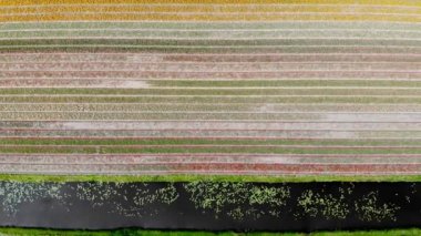 Aerial drone view of blooming tulip fields in Zuid-Holland, the Netherlands