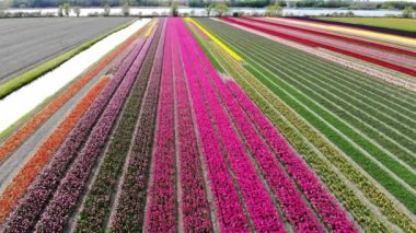 Aerial drone view of blooming tulip fields in Zuid-Holland, the Netherlands