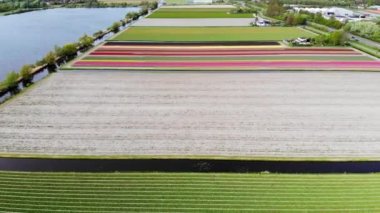 Aerial drone view of blooming tulip fields in Zuid-Holland, the Netherlands