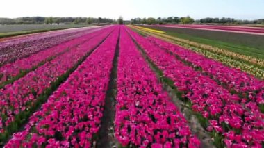 Aerial drone view of blooming tulip fields in Zuid-Holland, the Netherlands