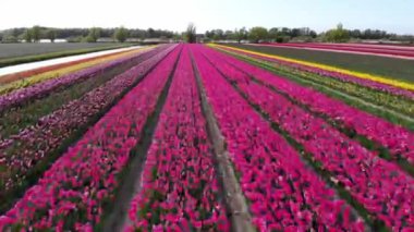 Aerial drone view of blooming tulip fields in Zuid-Holland, the Netherlands