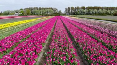 Aerial drone view of blooming tulip fields in Zuid-Holland, the Netherlands