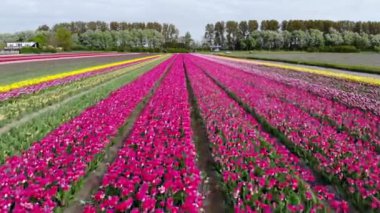 Aerial drone view of blooming tulip fields in Zuid-Holland, the Netherlands