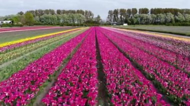 Aerial drone view of blooming tulip fields in Zuid-Holland, the Netherlands
