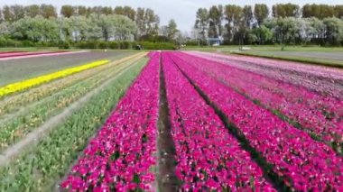 Aerial drone view of blooming tulip fields in Zuid-Holland, the Netherlands