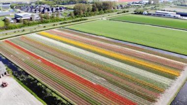 Aerial drone view of blooming tulip fields in Zuid-Holland, the Netherlands
