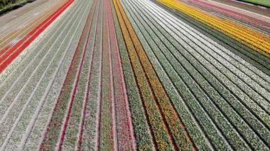 Aerial drone view of blooming tulip fields in Zuid-Holland, the Netherlands