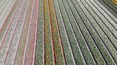 Aerial drone view of blooming tulip fields in Zuid-Holland, the Netherlands