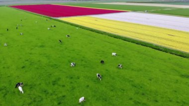 Hollanda, Zuid-Hollanda 'da ineklerin ve çiçek açan lale tarlalarının insansız hava aracı görüntüsü