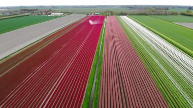 Aerial drone view of blooming tulip fields in Zuid-Holland, the Netherlands
