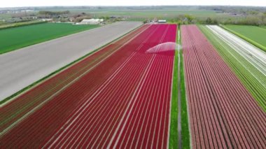 Aerial drone view of blooming tulip fields in Zuid-Holland, the Netherlands