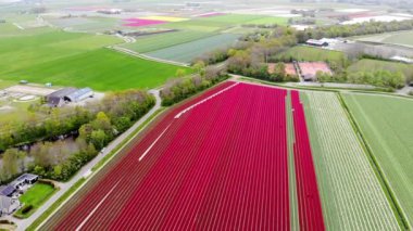 Aerial drone view of blooming tulip fields in Zuid-Holland, the Netherlands