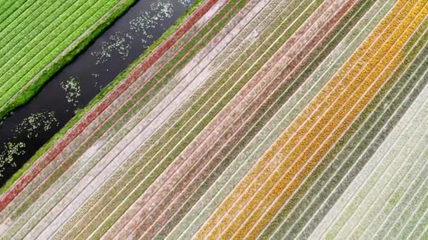 Aerial Drone View Blooming Tulip Fields Zuid Holland Netherlands — Vídeo de Stock