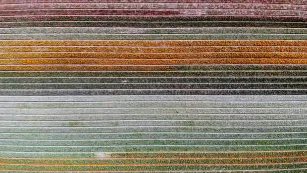 Aerial Drone View Blooming Tulip Fields Zuid Holland Netherlands — Stock videók