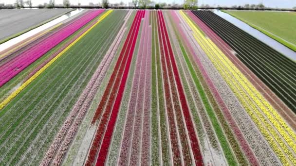 Aerial Drone View Blooming Tulip Fields Zuid Holland Netherlands — стоковое видео