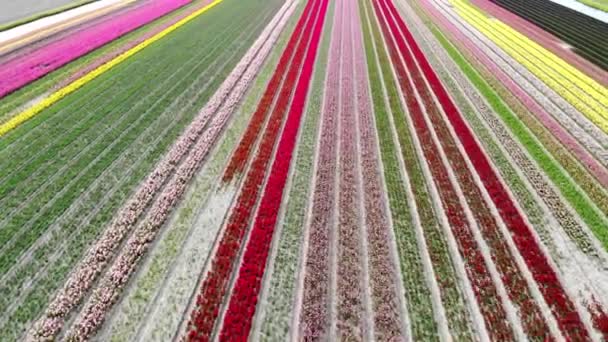 Aerial Drone View Blooming Tulip Fields Zuid Holland Netherlands — стоковое видео