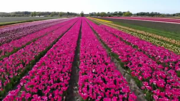 Aerial Drone View Blooming Tulip Fields Zuid Holland Netherlands — Stok video