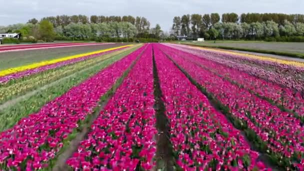Aerial Drone View Blooming Tulip Fields Zuid Holland Netherlands — 비디오