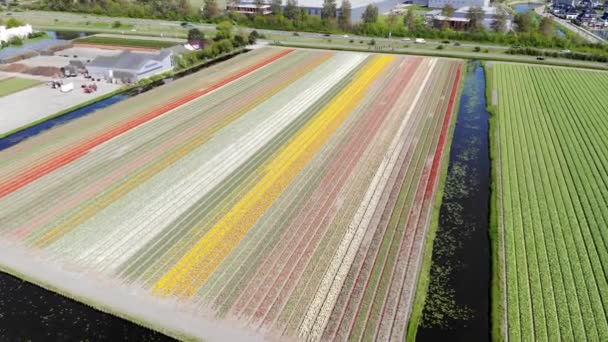 Aerial Drone View Blooming Tulip Fields Zuid Holland Netherlands — Video Stock