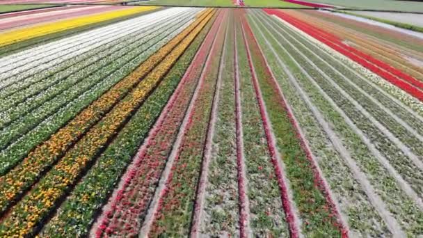 Aerial Drone View Blooming Tulip Fields Zuid Holland Netherlands — Vídeo de Stock