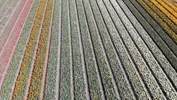 Aerial Drone View Blooming Tulip Fields Zuid Holland Netherlands — Αρχείο Βίντεο