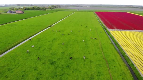 Tehenek Virágzó Tulipánmezők Légi Felderítése Zuid Hollandiában Hollandiában — Stock videók