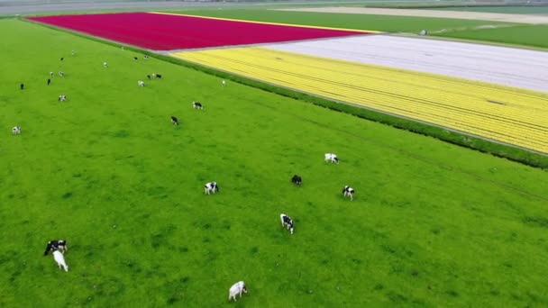 Воздушный Беспилотник Видом Коров Цветущие Тюльпановые Поля Zuid Holland Нидерланды — стоковое видео