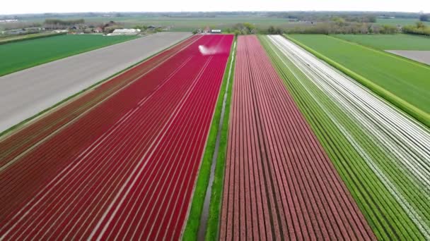 Aerial Drone View Blooming Tulip Fields Zuid Holland Netherlands — Stockvideo