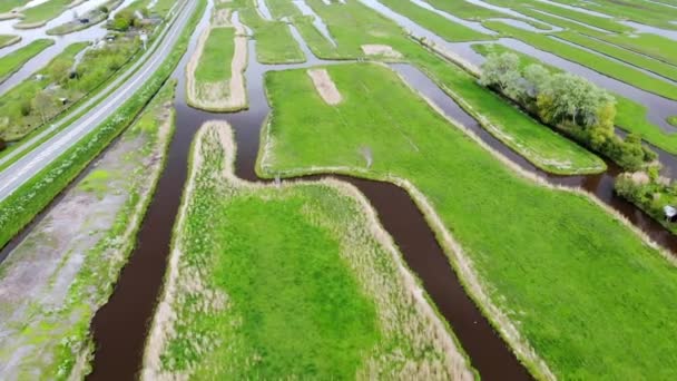 从空中俯瞰典型的荷兰田野和牧民 荷兰典型的农村景观 — 图库视频影像