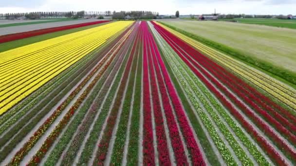 Aerial Drone View Blooming Tulip Fields Zuid Holland Netherlands — Stock videók