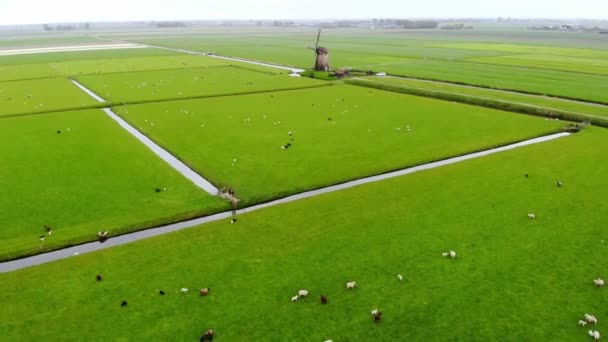 Vue Aérienne Par Drone Moulin Vent Hollandais Traditionnel Sur Terrain — Video
