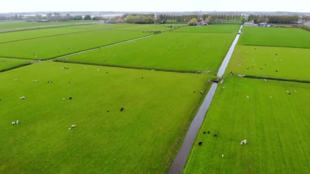 Luchtfoto Van Traditionele Hollandse Windmolen Het Veld Met Grazende Schapen — Stockvideo