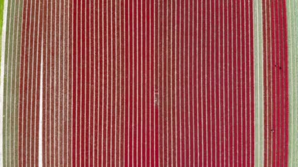 Aerial Drone View Blooming Tulip Fields Zuid Holland Netherlands — Vídeos de Stock
