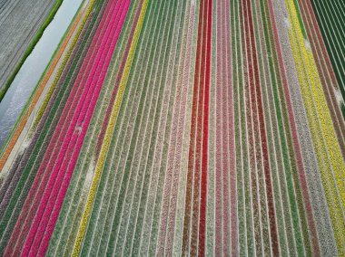 Aerial drone view of blooming tulip fields in Zuid-Holland, the Netherlands