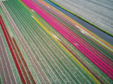 Aerial drone view of blooming tulip fields in Zuid-Holland, the Netherlands