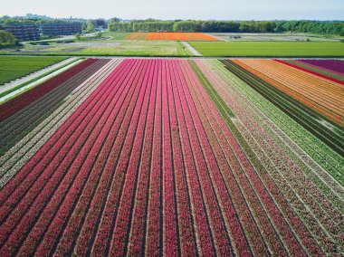 Aerial drone view of blooming tulip fields in Zuid-Holland, the Netherlands
