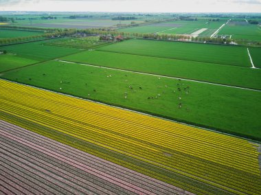 Aerial drone view of blooming tulip fields in Zuid-Holland, the Netherlands